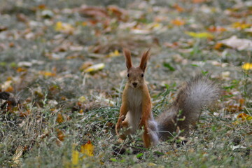 Naklejka na ściany i meble the squirrel stands on its hind legs and looks around