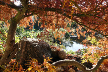 Herbstlaub an einem Fächerahorn (Acer palmatum)