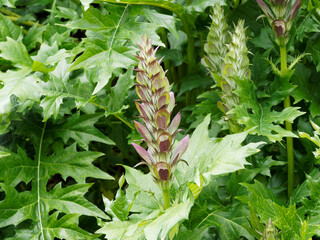 Hampe florale d'Acanthe à feuilles molles ou acanthus mollis à fleurs blanches épineuses mélées de rose et pourpre