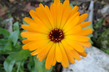 fleur orang&eacute;e