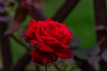 Red roses from garden with a dark background