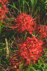 日本の綺麗な彼岸花