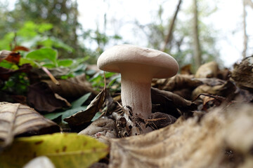 Nebelgrauer Trichterling (Clitocybe nebularis)