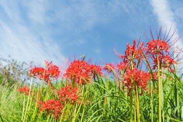 日本の綺麗な彼岸花