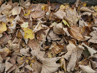 Laub im Herbst