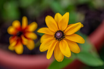 Yellow flowers - closeups