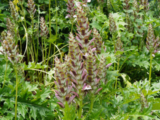 (Acanthus mollis) Acanthe molle au feuillage vert profond et luisant, lobé et denté, floraison...