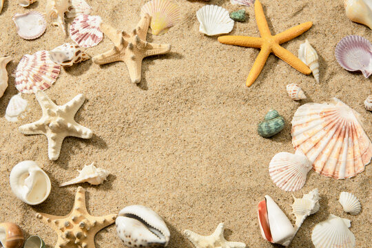 Closeup of different seashells on a sandy beach, a background with space for text