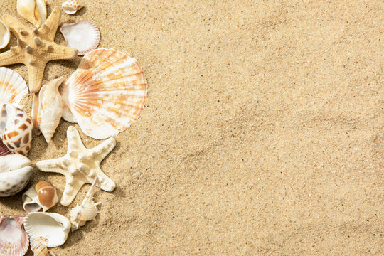 Closeup of different seashells on a sandy beach, a background with space for text