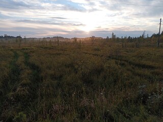 sunset in the forest