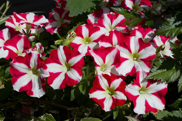 Beautiful blooming red and white petunias close-up