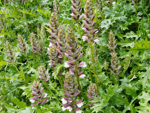 (Acanthus mollis) Acanthe molle aux grandes feuilles d&eacute;corative vert fonc&eacute; autour d'hampes florales blanche m&eacute;l&eacute;es de rose, jaune et pourpre