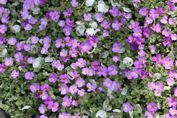 purple and white flowers