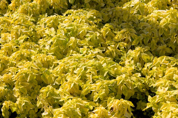 Yellow Coleus on a flower bed