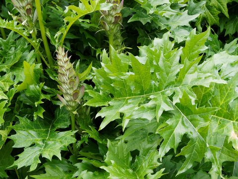 (Acanthus mollis) Acanthe molle au feuillage vert profond et luisant, lob&eacute; et dent&eacute;, floraison blanche en forme de casque et rose pourpre en &eacute;pi 