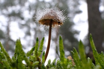 Amazing mushroom - little mushroom (mycena) covered by another species of fungi, looks like needles or hair with drops of water.  It is Spinellus fusiger, commonly known as the bonnet mold.