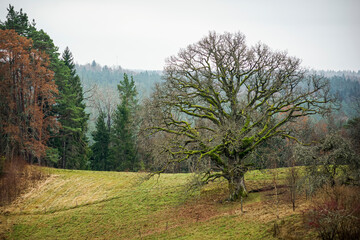 Fototapeta na wymiar Landscape with an old oak in the field