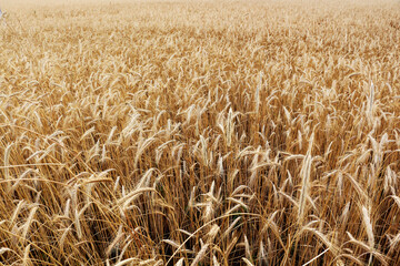 Wheat field. Ripe ears of wheat.