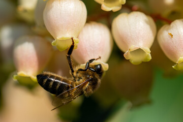 a macro image of a honey bee hanging upside down looking for pollen from a selection of blooming flowers