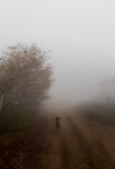 The foggy peak of the mountain. A dog in the fog. Great atmosphere. Uludag National Park. Bursa.