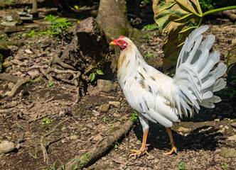 Gallo de pelea con hermosos colores y vistosas plumas. Estos son pájaros fantásticos que inspiran respeto y coraje.