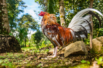 Gallo de pelea con hermosos colores y vistosas plumas. Estos son pájaros fantásticos que inspiran respeto y coraje.