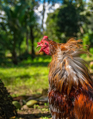 Gallo de pelea cantando. Tiene hermosos colores y vistosas plumas. Estos son pájaros fantásticos que inspiran respeto y coraje.