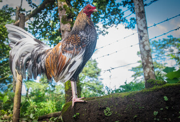 Gallo de pelea con hermosos colores y vistosas plumas. Estos son pájaros fantásticos que inspiran respeto y coraje.
