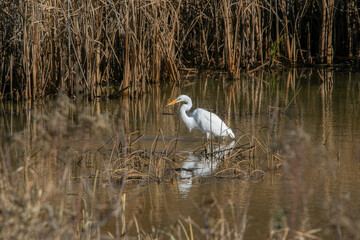 Egret
