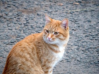 A ginger cat is watching closely on the road in the city.