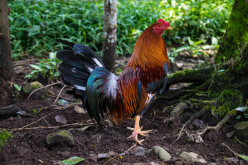 Gallo de pelea con hermosos colores y vistosas plumas. Estos son pájaros fantásticos que inspiran respeto y coraje.
