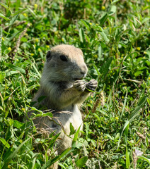 Baby prairie dog eating grass in badlands national park south dakota