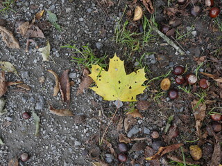 Ahornblatt im Herbst