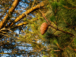 pine cones in the forest