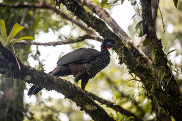 Wild Great Curassow Turkey Bird in Costa Rica 