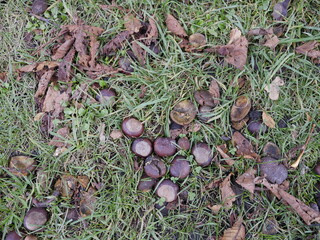 Kastanien auf dem Rasen