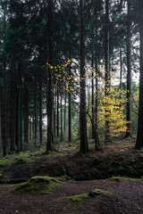 Obraz premium Idless woods near Truro Cornwall England uk during autumn 