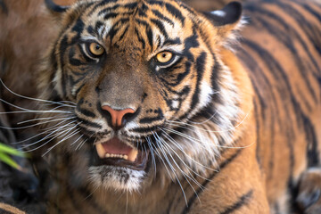 Head portrait of Sumatran tiger (Panthera tigris sumatrae) captive. Sumatran Tiger, Looking...