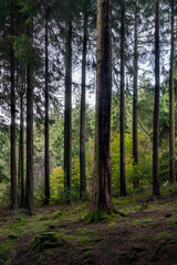 Naklejka premium Idless woods Cornwall England UK near Truro in autumn 