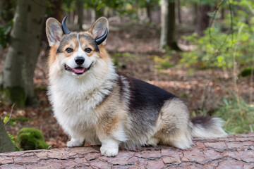 Ein Corgi sitzt auf einem Baumstamm verkleidet mit einem Haarreif mit schwarzen Hörner und blickt in die Kamera
