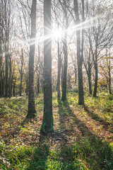 beech woodland into the sun Cornwall idless uk 