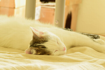 Fototapeta na wymiar Cat sleeping on the bed next to the keyboard