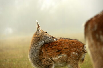 Im Winterkleid. SüßesDamwild im Nebel