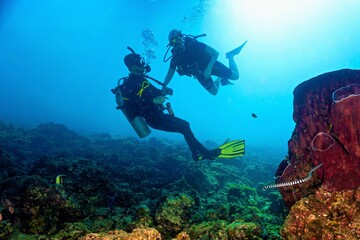 Fototapeta na wymiar Scuba divers, snake and reef