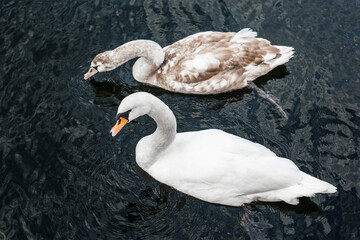 White Swan swims on black water, catches fish