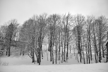 Fototapeta na wymiar Snow forest