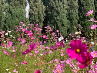 pink nice flowers with green trees background in a garden 