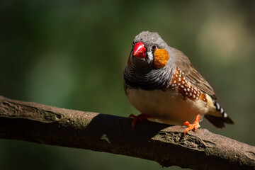 Australian Zebra finch perched on a branch.