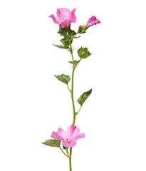 Pink mallow flowers with stem and green leaves, isolated on white