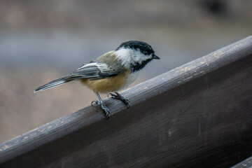 Black-capped Chickadee at Whitefish Island Indian Reserve in Sault Ste Marie, Ontario
